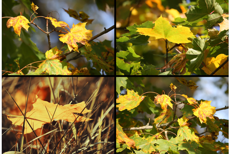 28-autumn-nature-photo-pack