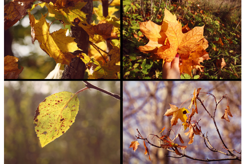 28-autumn-nature-photo-pack