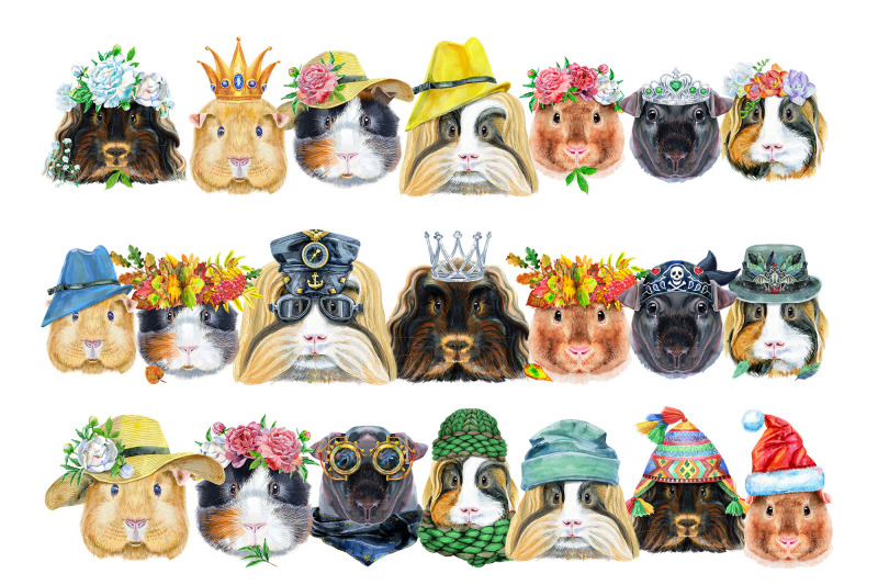 borders-from-guinea-pigs