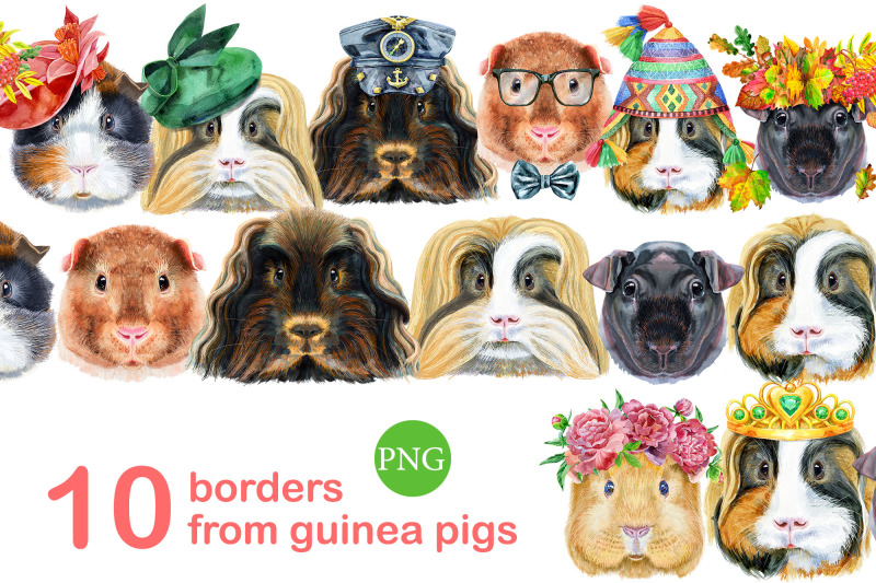 borders-from-guinea-pigs