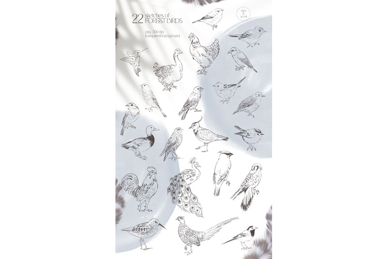 forest-song-birds-sketches