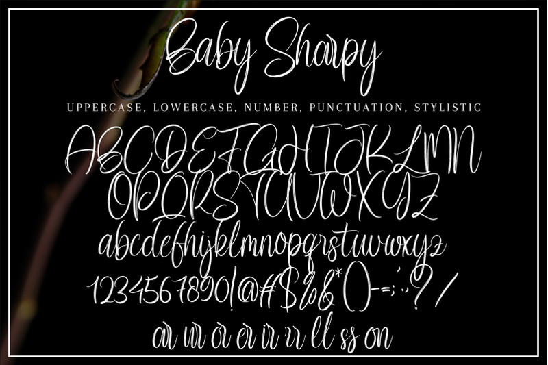 baby-sharpy