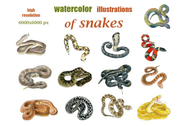 watercolor-illustrations-of-snakes