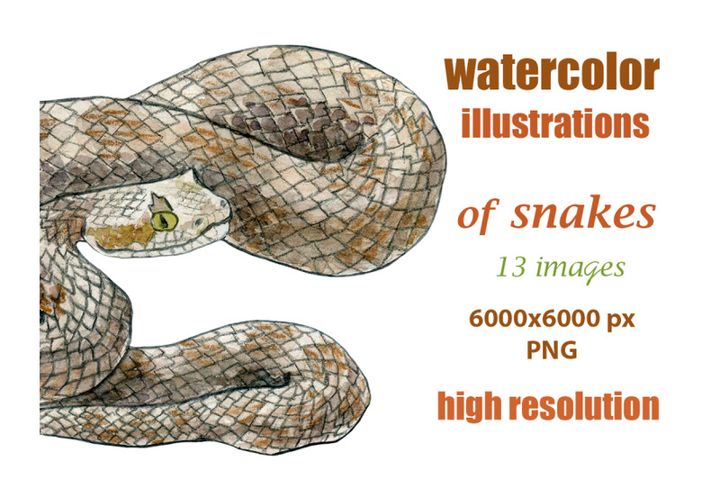 watercolor-illustrations-of-snakes