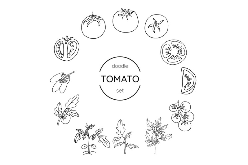set-of-tomato-and-tomato-plant