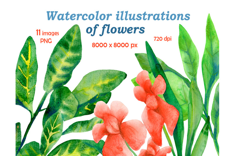 watercolor-illustrations-of-flowers