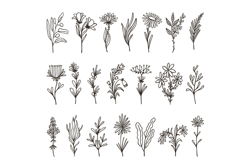 isolated-decorative-floral-branches-wildflower-twig-hand-drawn-herb