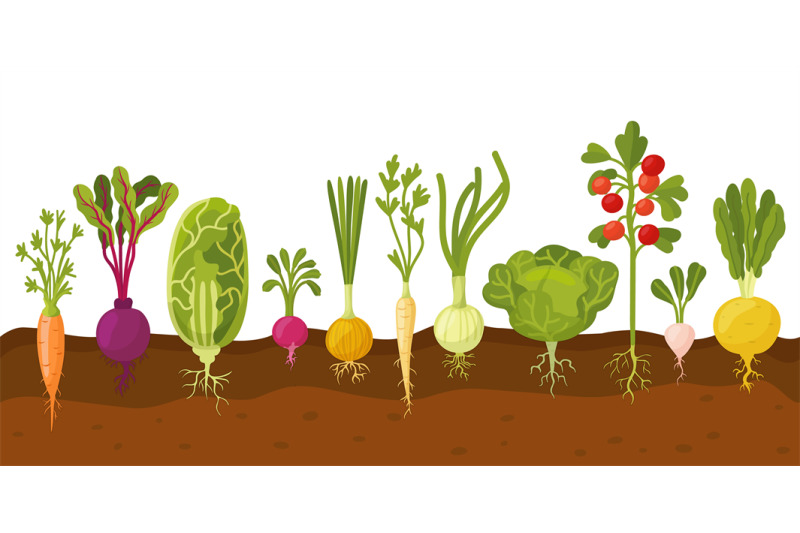 vegetables-in-ground-ripe-carrot-and-tomatoes-planting-roots-veggie