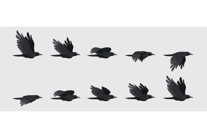 crow-fly-sequence-black-flying-raven-silhouette-black-bird-wing-move