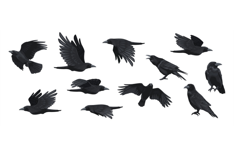 raven-set-black-crow-silhouettes-blackbird-different-poses-flying-wi