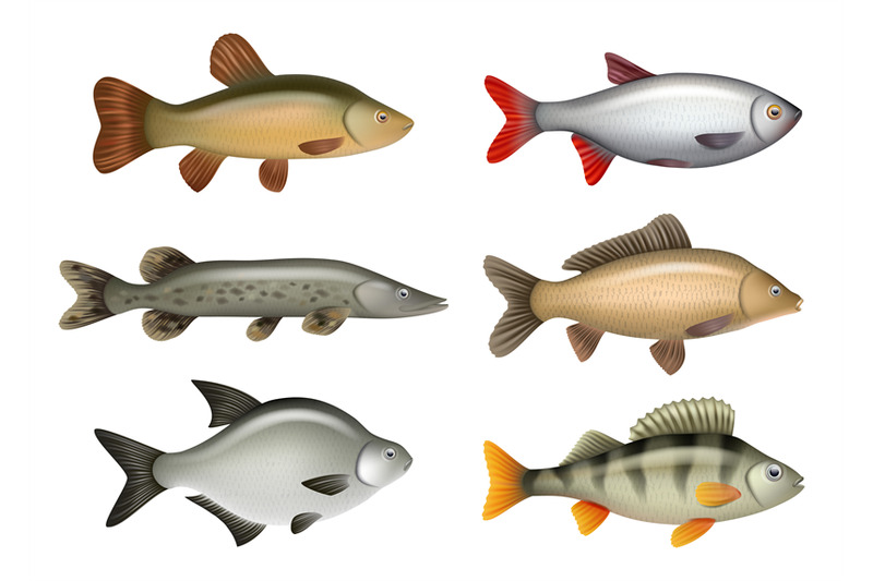 realistic-fish-river-swimming-water-fresh-fishes-herring-bass-salmon