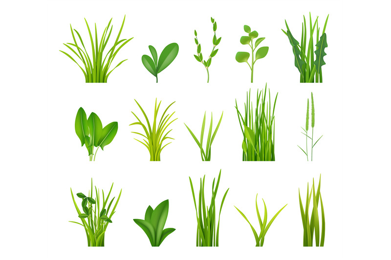 green-bushes-realistic-grass-illustrations-garden-botanical-decoratio