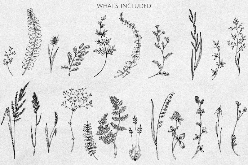 wildflowers-amp-herbs-line-art