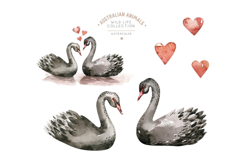watercolor-black-swan-clipart-cute-animals-love-romantic-birds-family
