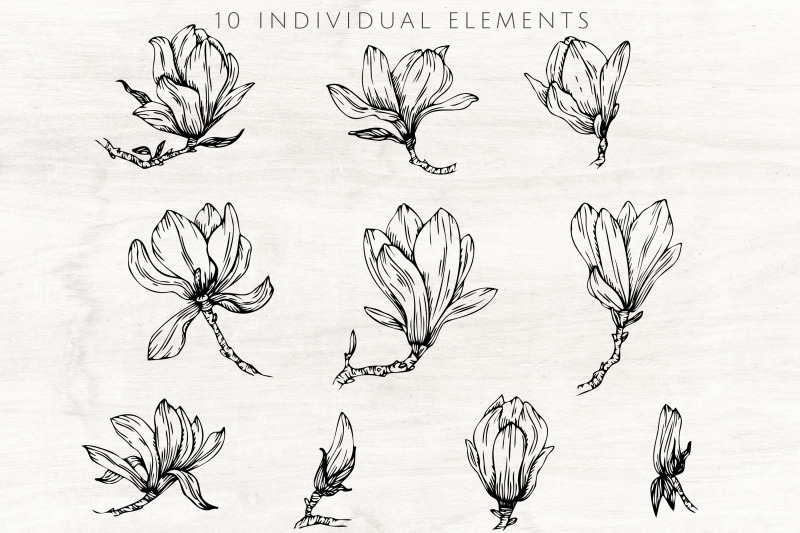 magnolia-flowers-line-art-svg