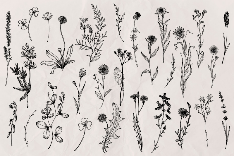 wildflowers-line-art-vector