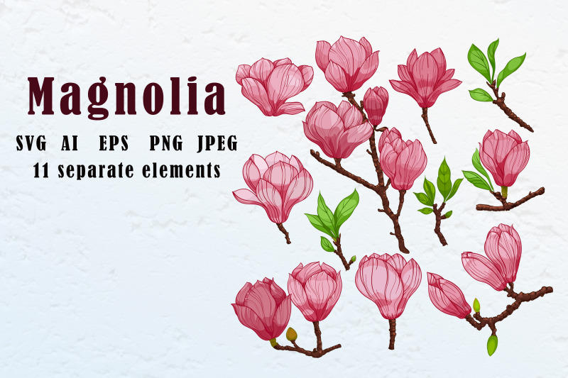 blooming-magnolia
