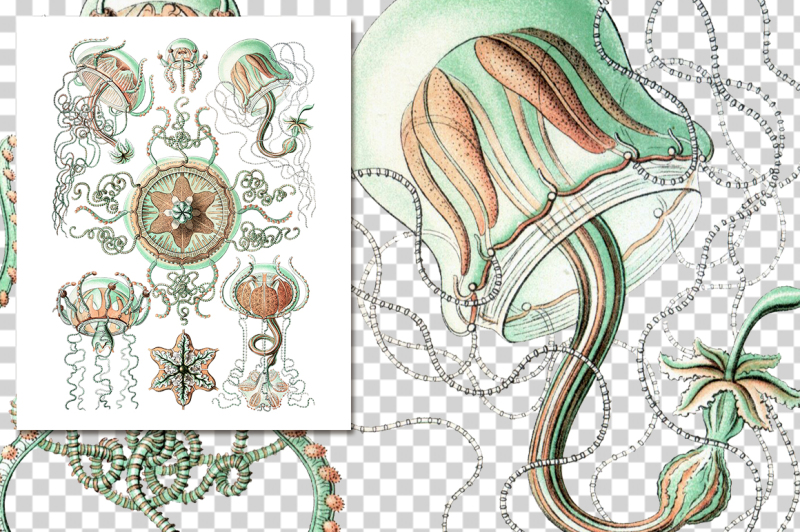 jellyfish-medusa-haeckel-trachomedusae-vintage-watercolor