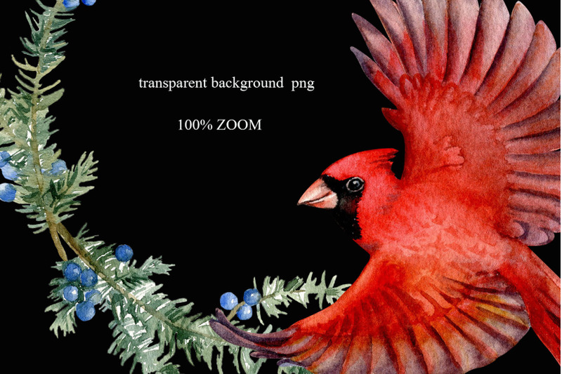 watercolor-christmas-bird-red-cardinal-clipart-png