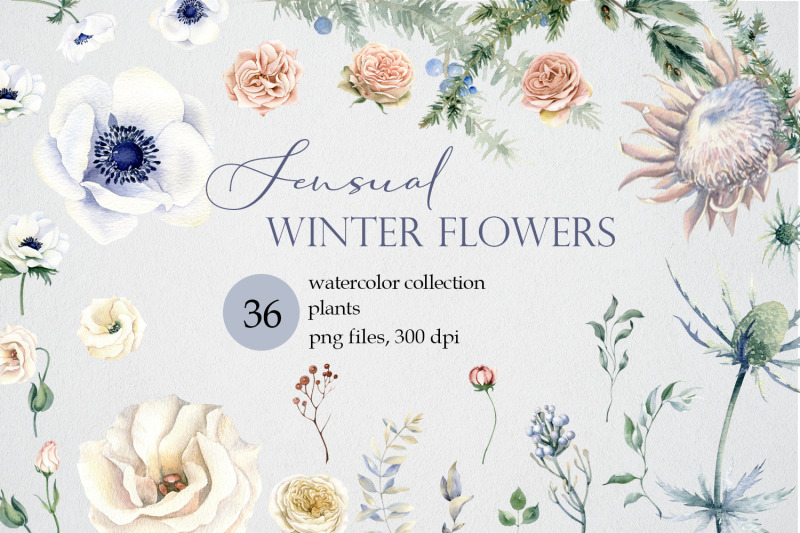 watercolor-winter-flowers-clipart-png-woodland-branches-white-anemon