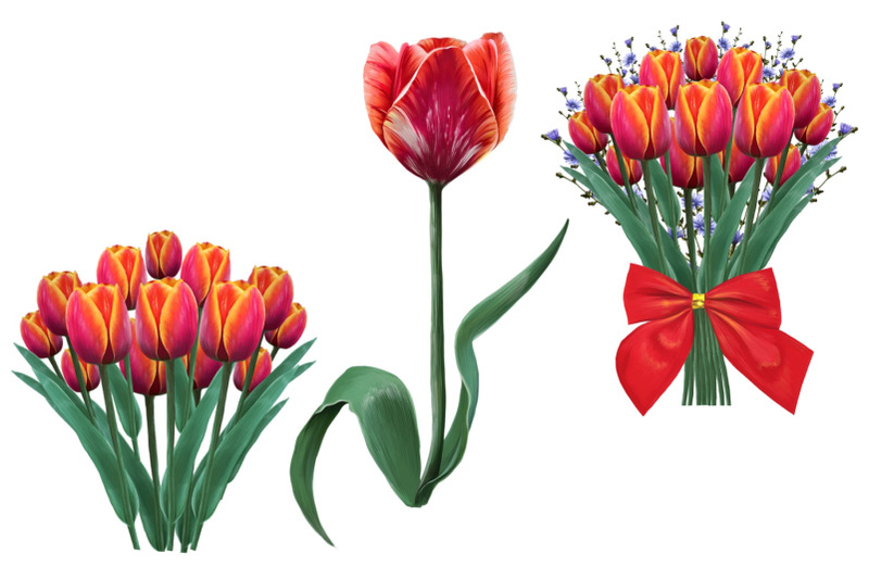 tulips