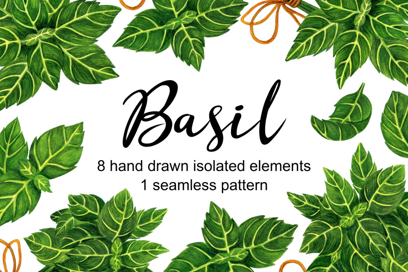 basil-herb-watercolor-clipart