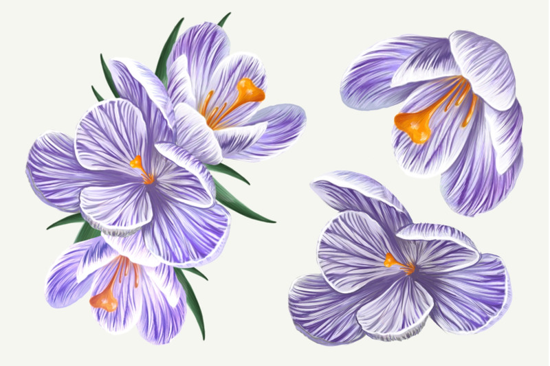 crocuses