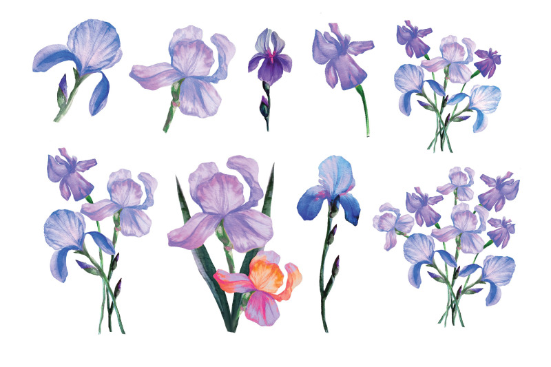 irises-set