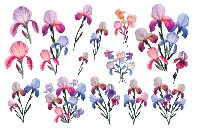 irises-set