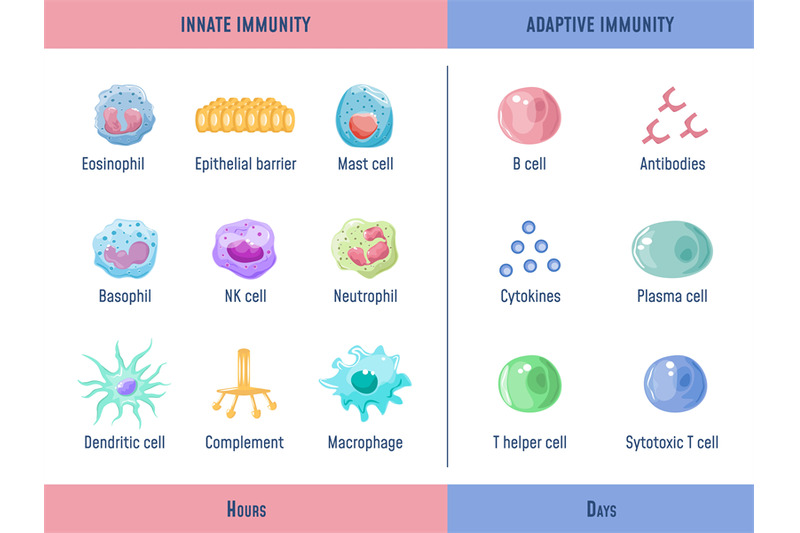 adaptive-immune-system-cells-innate-immunity-complement-protein-anat