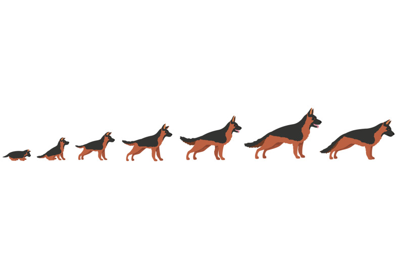 dog-growth-stage-progression-growing-dogs-life-cycle-from-puppy-to-a