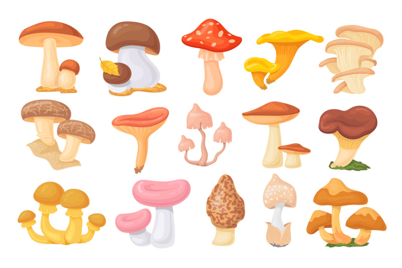 forest-ceps-cartoon-oyster-mushrooms-autumn-harvesting-mushroom-wil