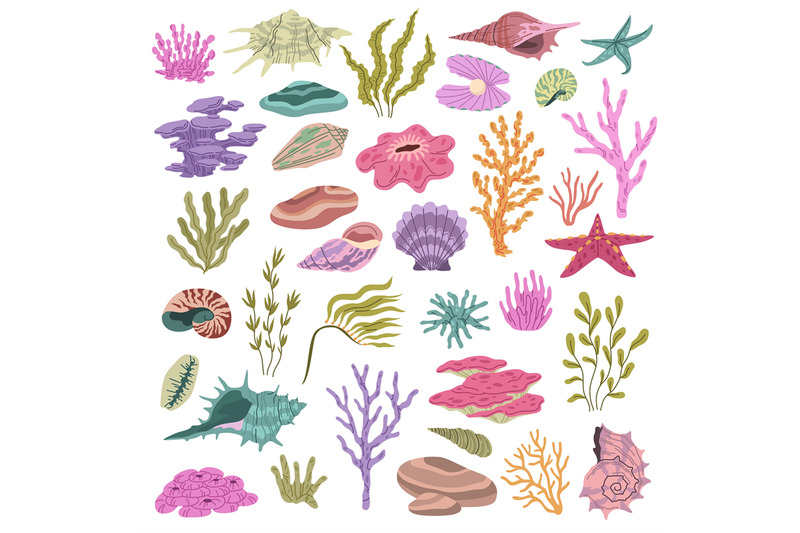 seashell-seaweeds-corals-color-underwater-conches-hawaii-beach-eleme