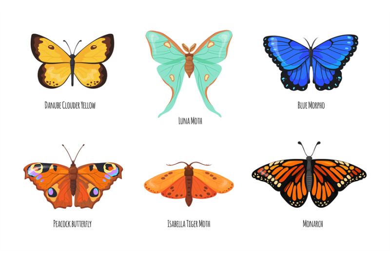 lepidoptera-butterflies-peacock-butterfly-beauty-species-tropical-fl