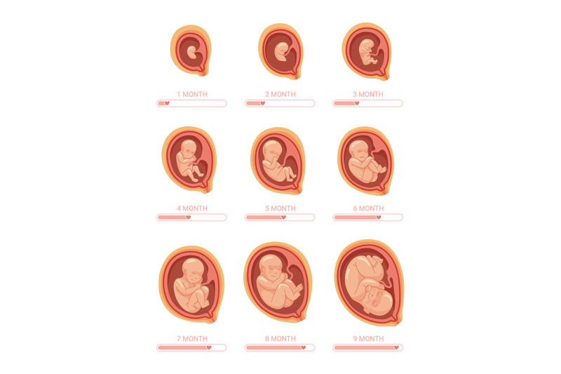 fetal-stages-stage-growth-embryo-process-fetus-development-1-9-month