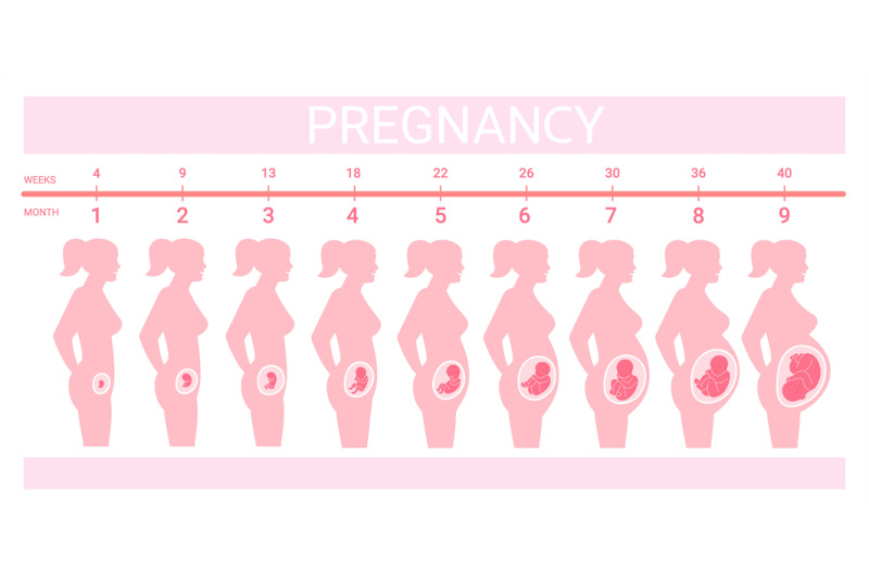 stages-fetus-in-belly-timeline-prenatal-development-weeks-months-tri