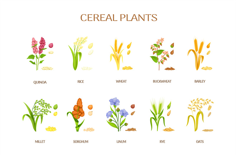 spikelets-of-cereal-plants-flour-ears-crops-agriculture-plant-rye-si