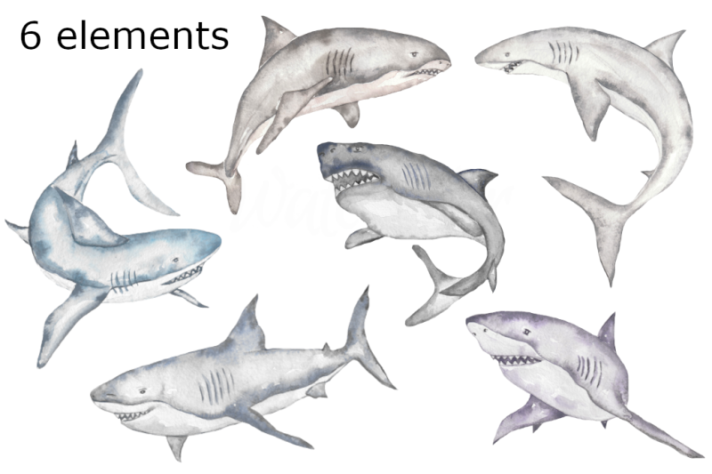 shark-watercolor-clipart