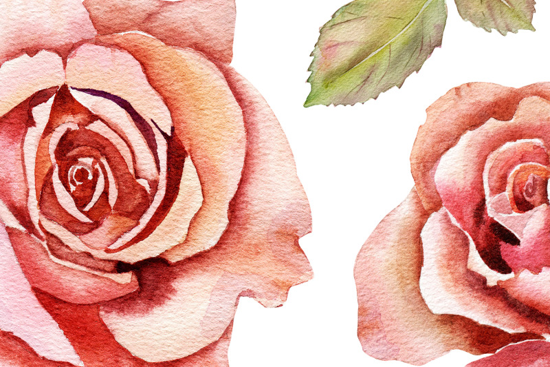 pink-roses-watercolor-flower-clipart