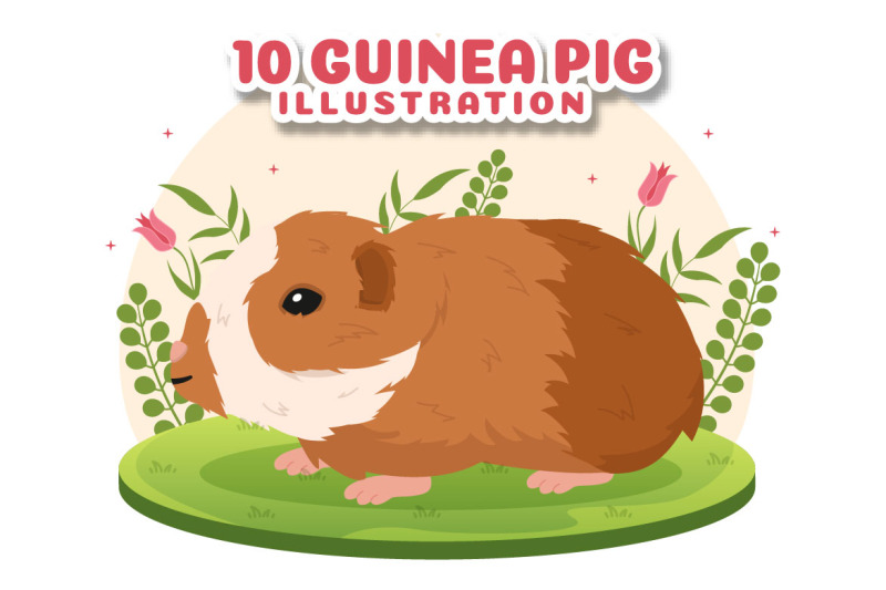 10-guinea-pig-pets-illustration