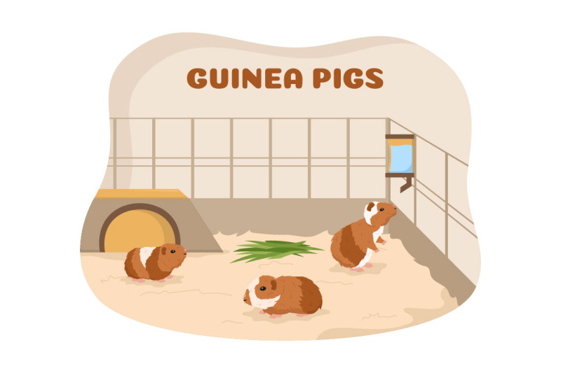 10-guinea-pig-pets-illustration