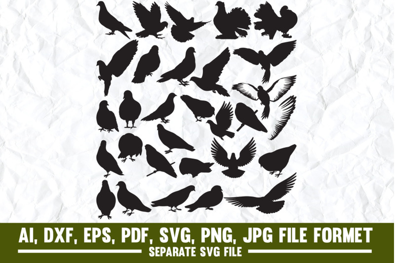 pigeon-bird-birds-pigeons-dove-funny-cute-animal-animals-pige