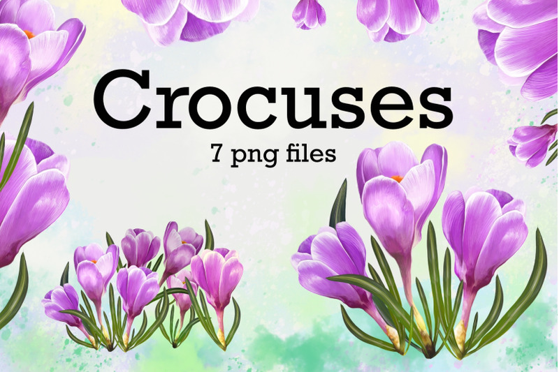 crocuses