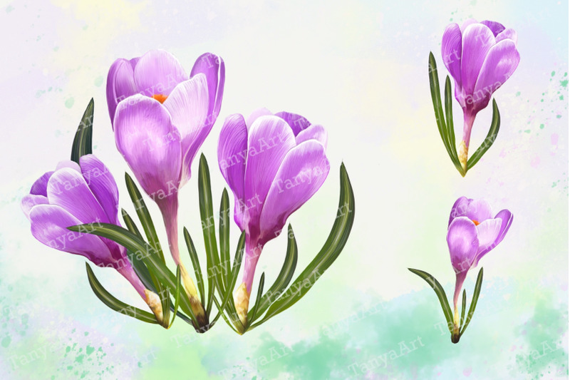 crocuses