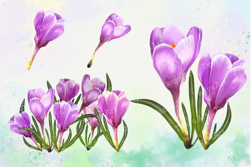 crocuses