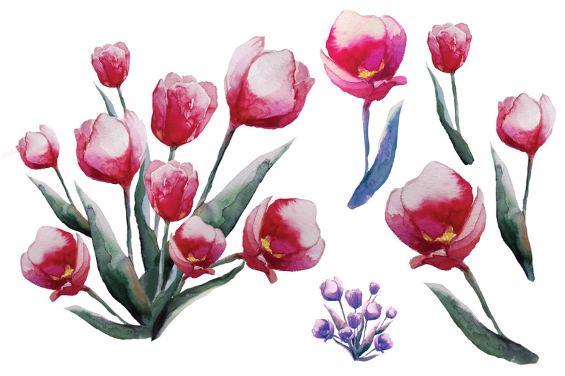 tulips-flowers