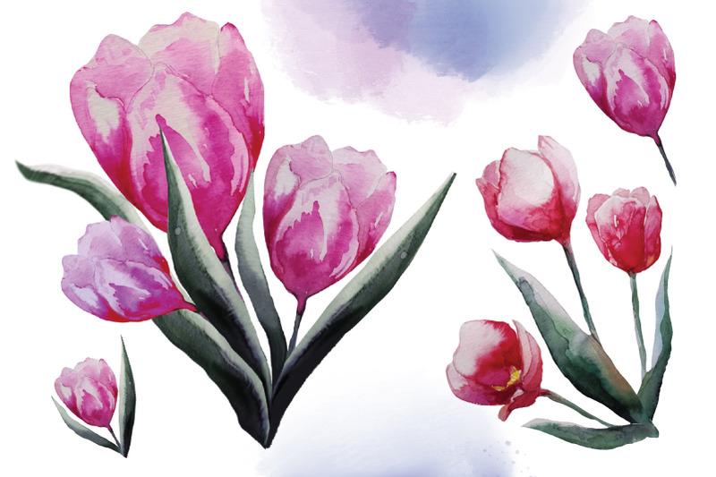 tulips-flowers