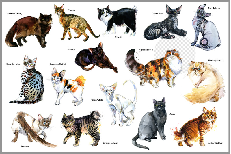 watercolor-cats-breed-png