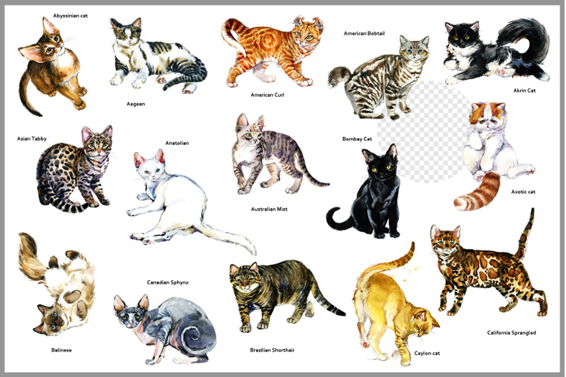 watercolor-cats-breed-png