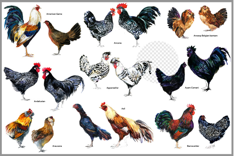 chicken-breeds-guide-watercolor-png